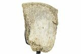 Fossil Hadrosaur Vertebra Section w/ Metal Stand - South Dakota #339921-1